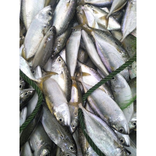 

Ikan Kembung Cewe