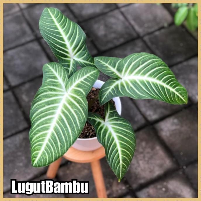 tanaman hias xanthosoma lindenii - keladi zebra