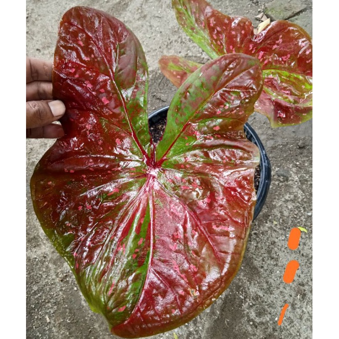 KELADI HIBRID NN,KELADI JAGUAR,KELADI PINK CLOUD