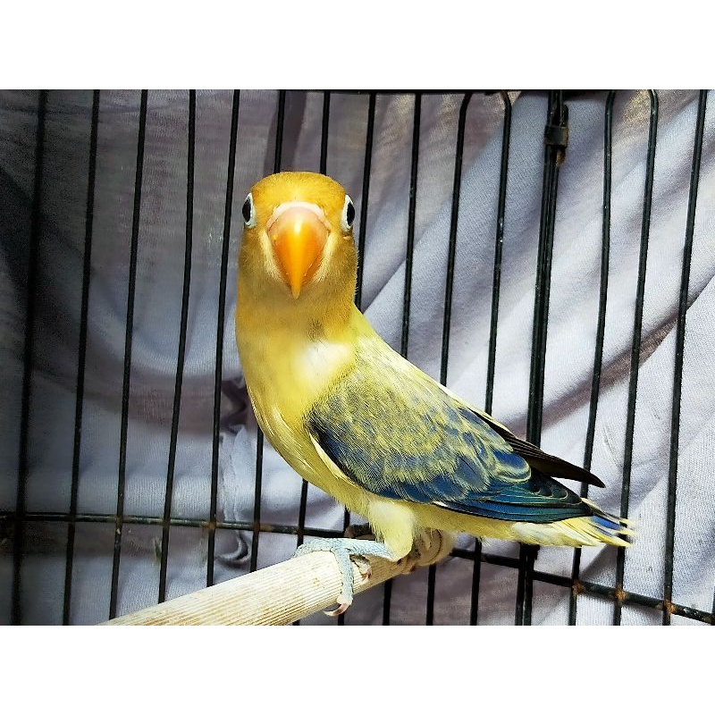 Lovebird Biola PB Ewing Violet / Blue