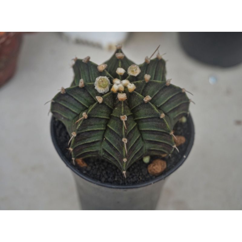 Kaktus LB Hybrid Single Spine