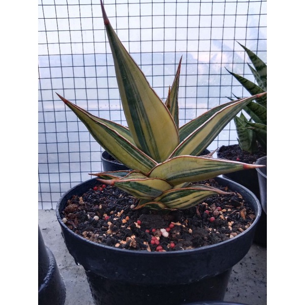 sansevieria pinguiculata varigated striata