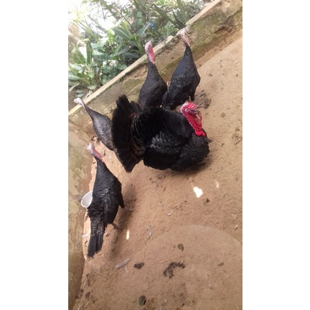 Telur ayam kalkun jenis black spanish untuk ditetaskan