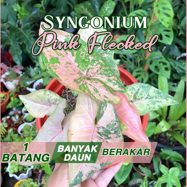 Syngonium Pink Flecked