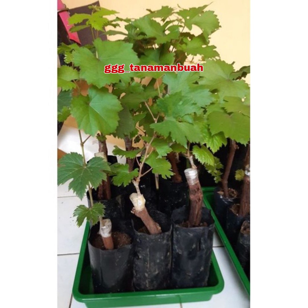 Bibit Anggur Import Dubovsky Grafting Cepat Berbuah