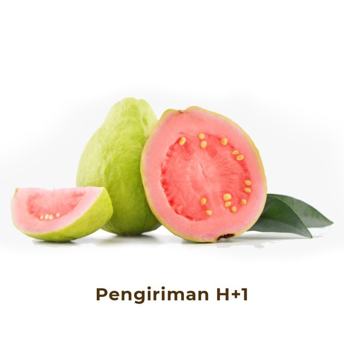 Jambu Biji Merah Segar