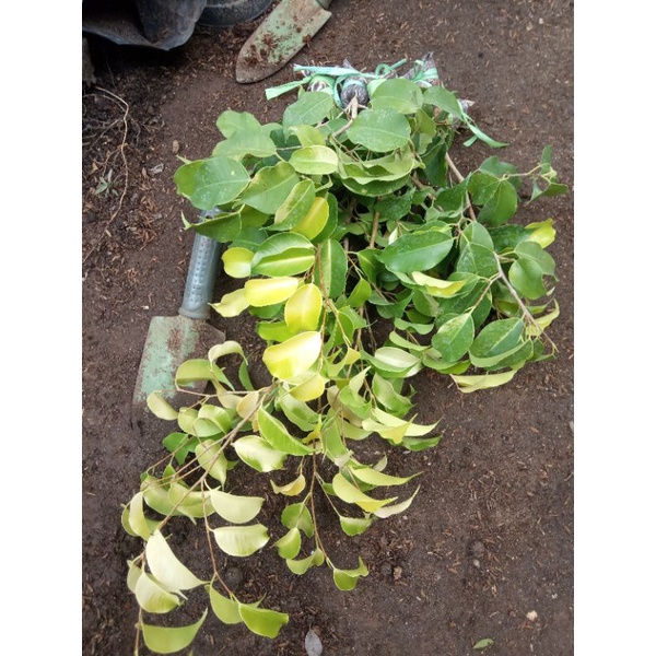 Bahan Bonsai Beringin Golden Fress Turun Cangkok