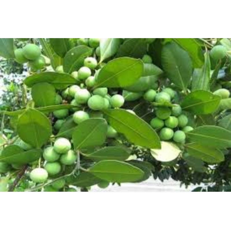 

buah nyamplung muda / buah nyamplung hijau 500 grm