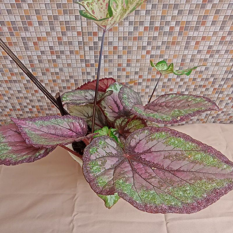 Begonia Rex / Tanaman Begonia Rex Ukuran Besar