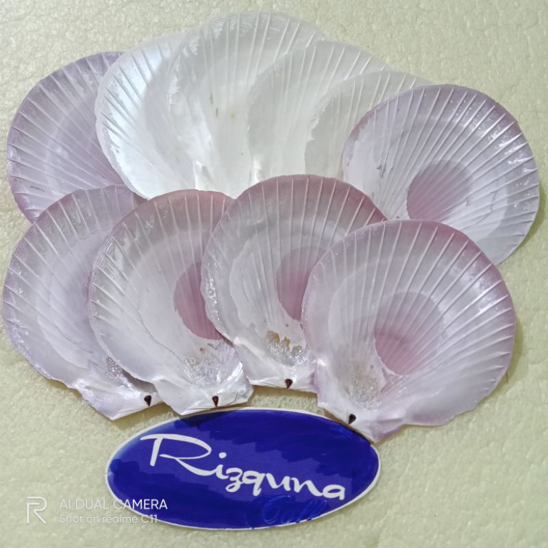 Cangkang Kerang Kipas