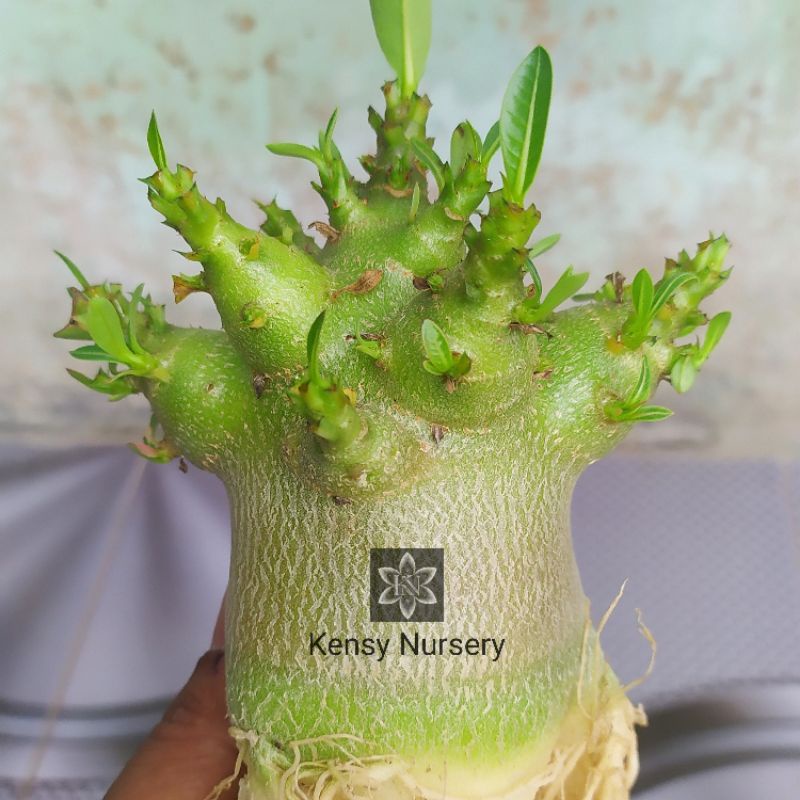 ADENIUM KARAKTER | GODJI | ARABICUM | ANAKAN ADENIUM | SEEDLING ARABICUM | POHON KEREN | MURAH