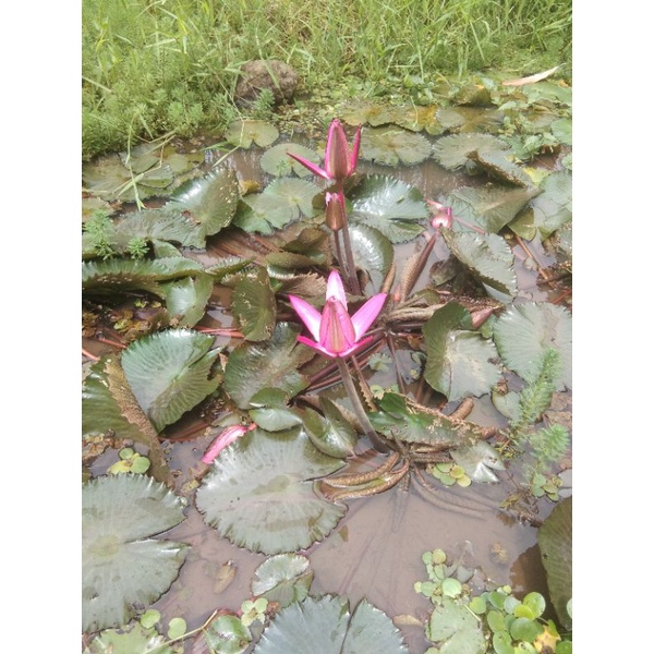 Tiger lotus induk buat kolam tanaman teratai air