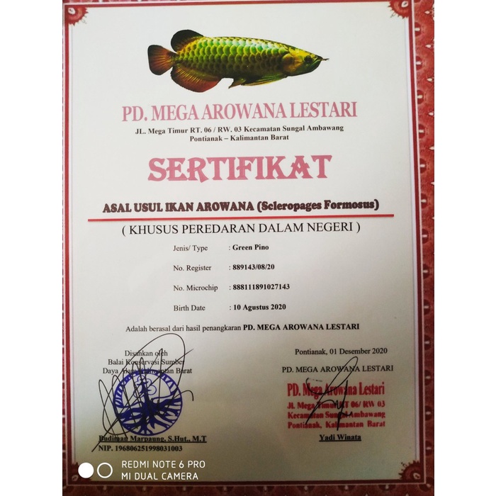 ikan arwana pino