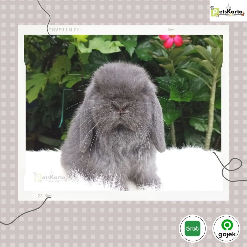 Kelinci Holland Lop Blue