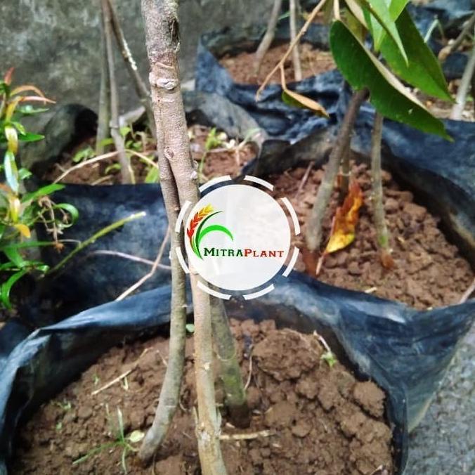 Bibit pohon durian musang king kaki 3 / pohon duren musang king Murah