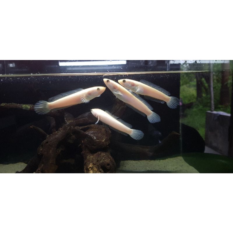 channa golden limbata xiantic