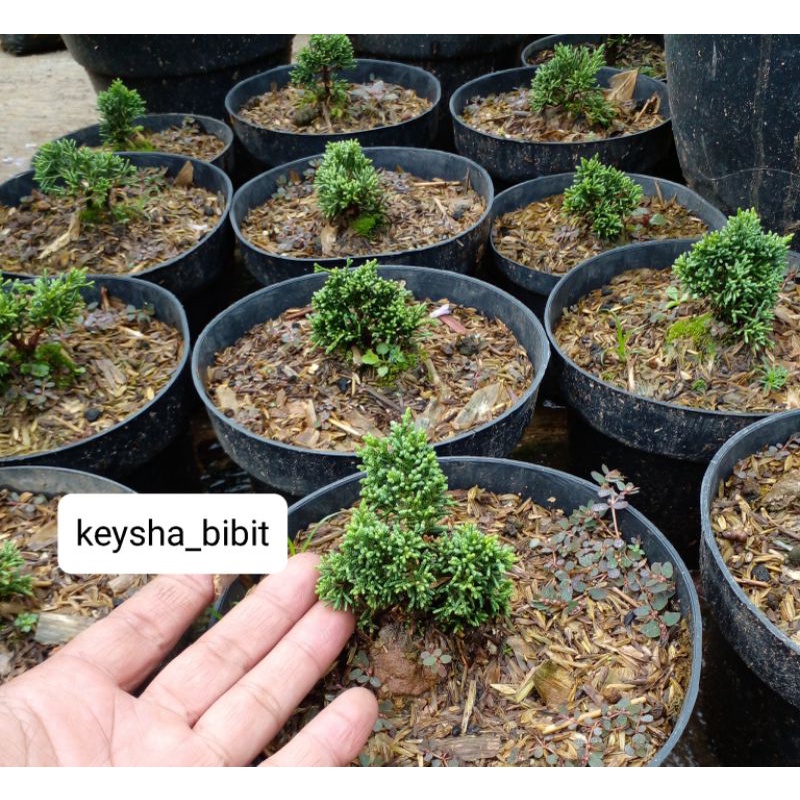 cemara kishu/sargenti pingpong ukuran kecil