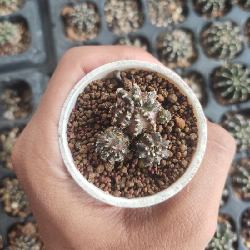 Kaktus Lb x Trex, Gymno Kingkong, Gymno Cat Eye, Gymno T3115