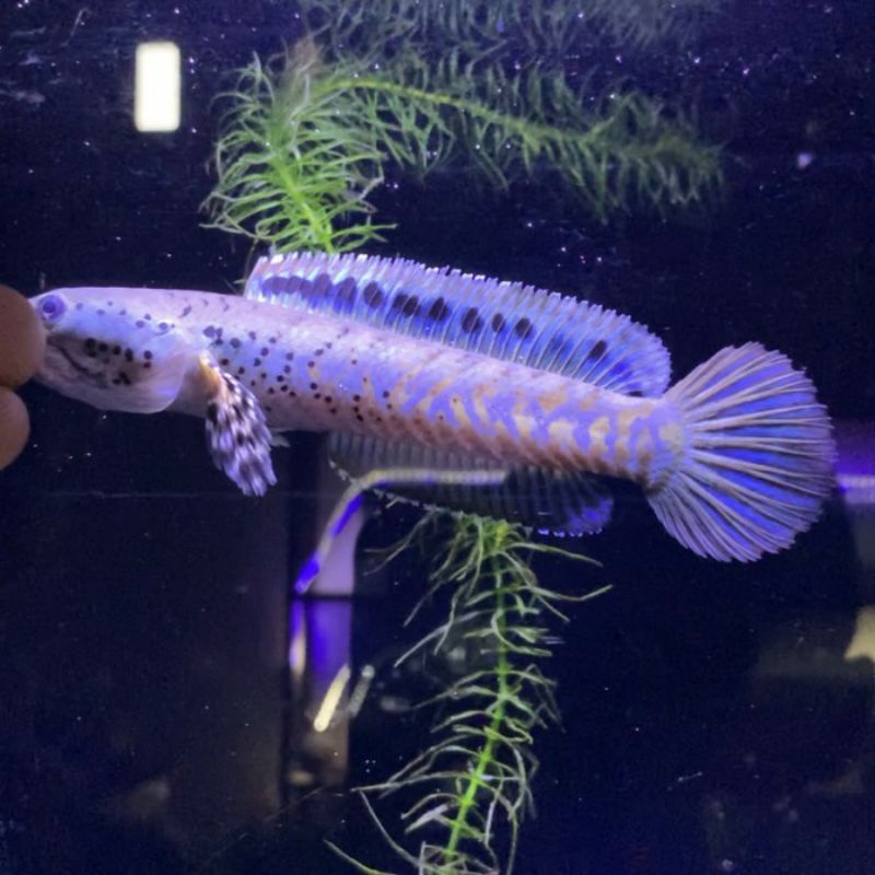 ORNA YL 100% PAKAN PELET