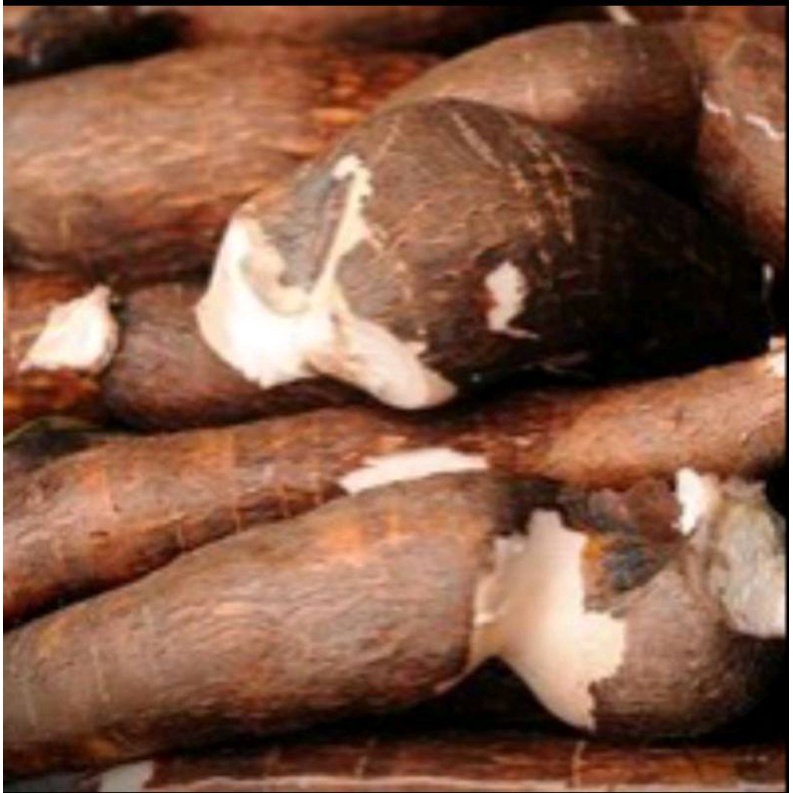 

singkng permek berkulit merah 1 kg