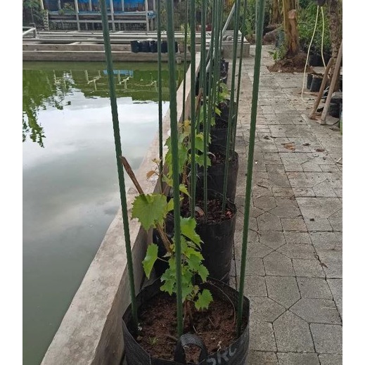 TERMURAH 5PCS - Stik Tebal Penyangga Tanaman - Stick Besi Baja Ajir Penompang Tanaman Takiron Tinggi 750 900 1200 1500 1800 2100 mm cm PLANT STAKE-Ajir pipa ukuran 120 cm untuk penyangga tanaman