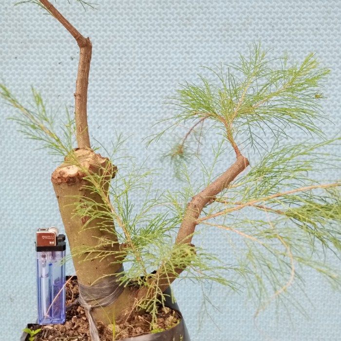 Bonsai Cemara Udang Cangkok ukuran Small Gaya Eksprsionis Mantap