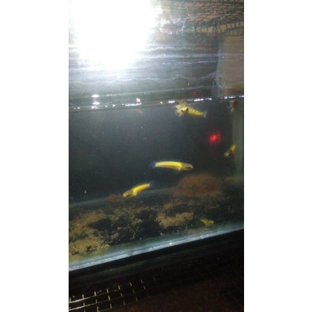 limbata golden strip ukurran 6cm