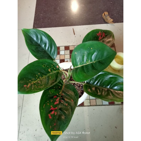 aglonema Shinta black yogap 13 Riel pict