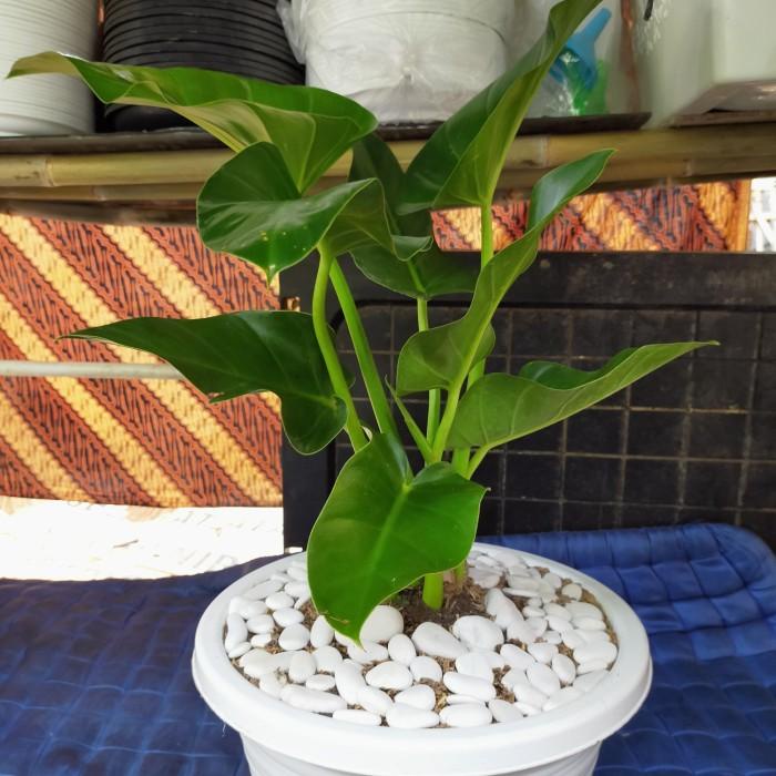 

Paket Hemat Tanaman Indor Pilo Marbel&Palam Kuning Plus Pot Putih Best Seller