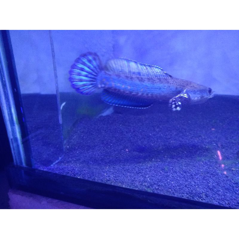 

chana blue pulcra ukuran 15cm grade A
