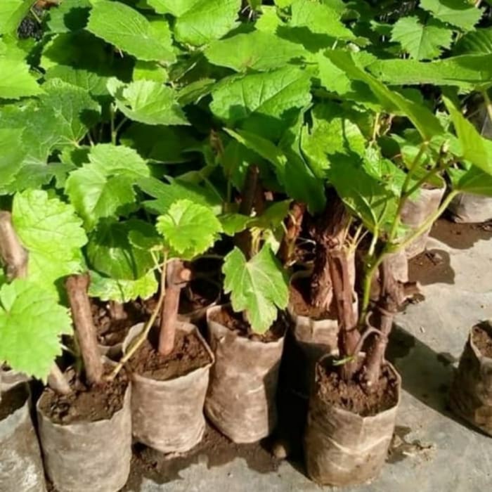 Bibit pohon anggur ungu/ Pohon angur FF11