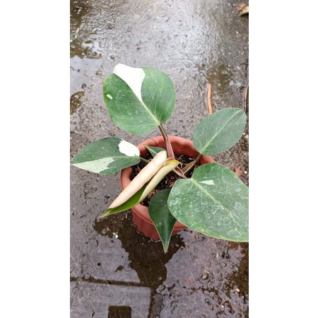 philodendron white knight