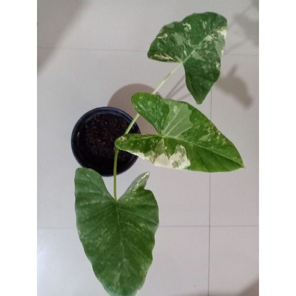 Keladi varigata / Sente Varigata