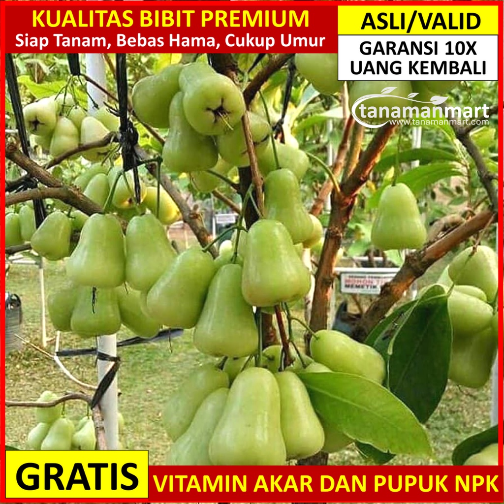Bibit Jambu Air Madu Deli Hijau Asli Bergaransi, Pohon Jambu Cangkok valid