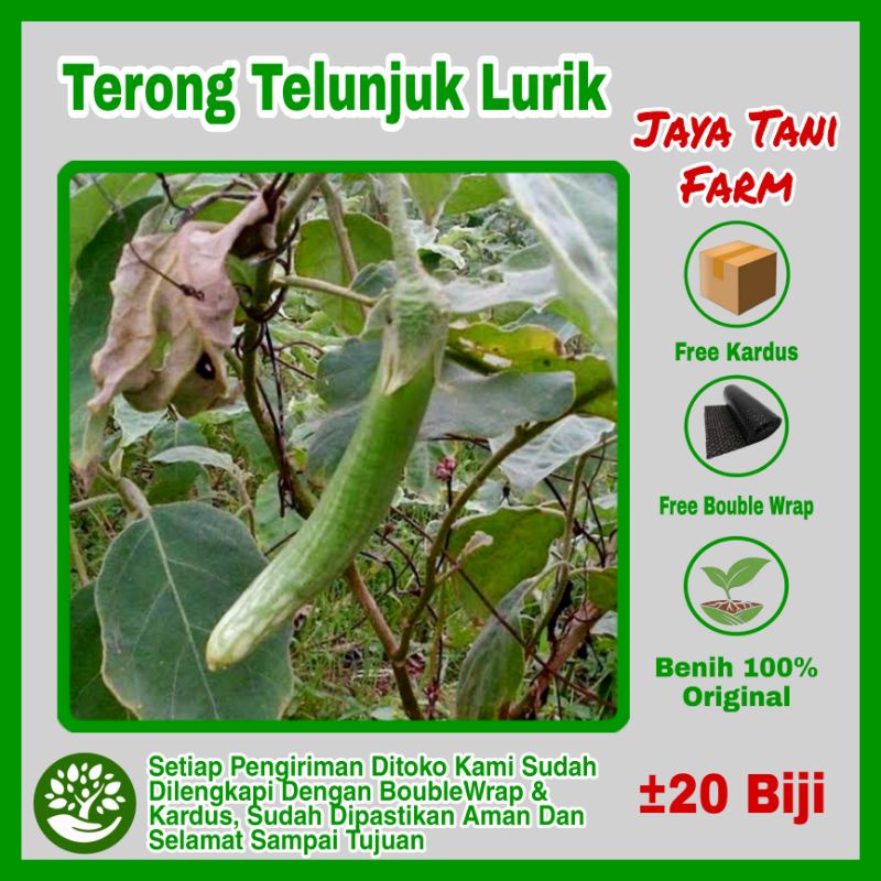 20 Biji Benih Terong Lurik Telunjuk Medan Super Panjang / Benih Sayuran / Bibit Sayuran / Benih Tero