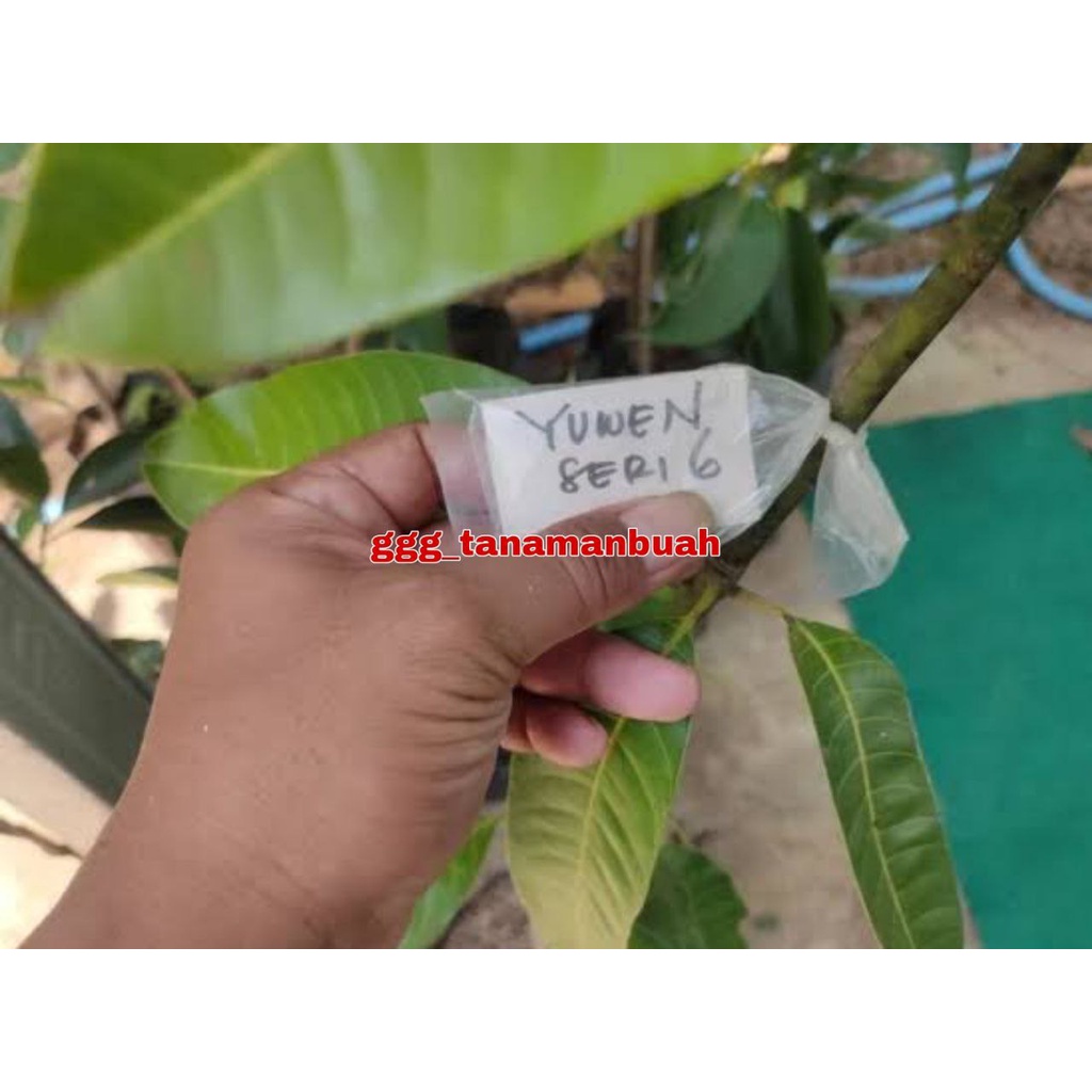 Bibit Mangga Yuwen Seri 6 Super Okulasi Cepat Berbuah