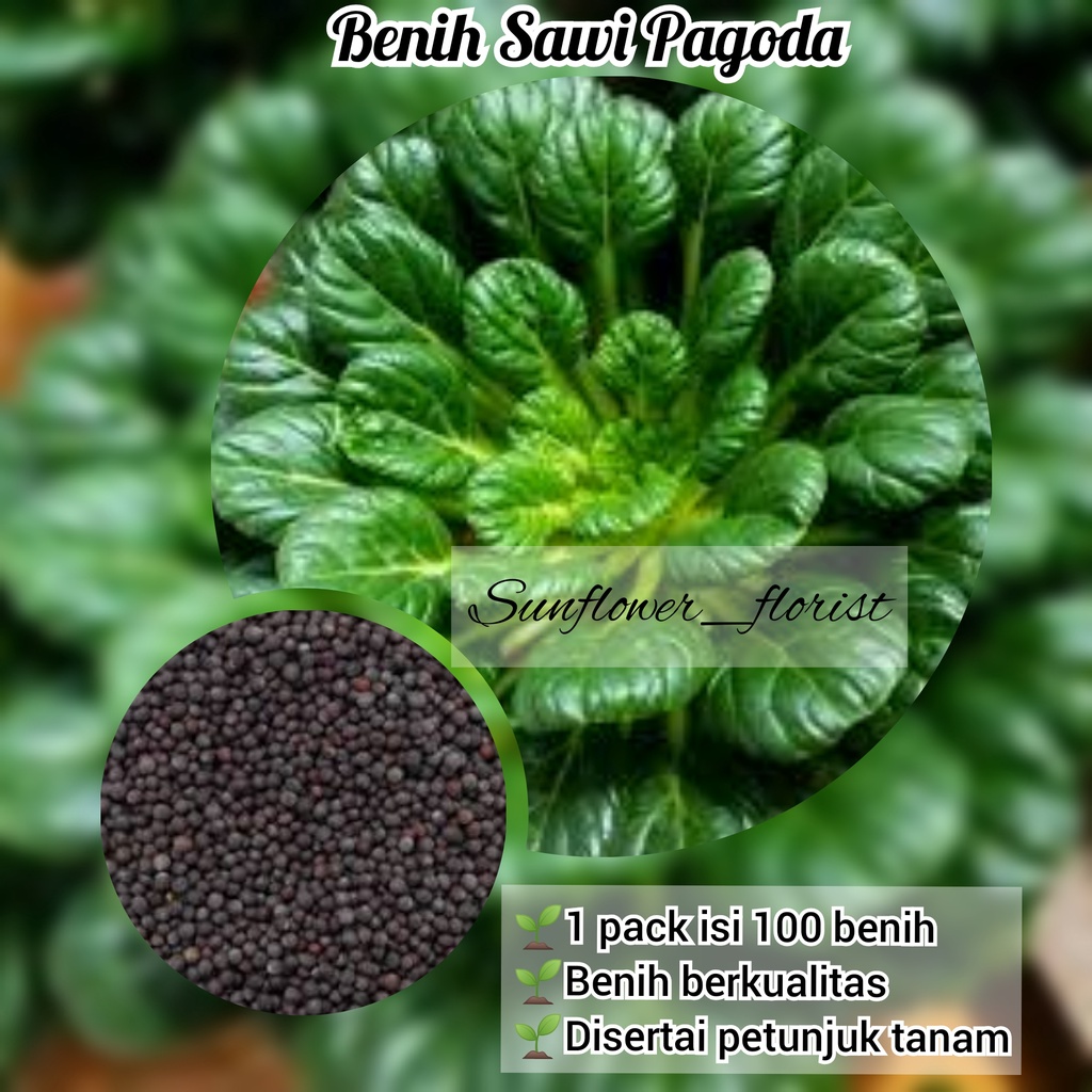 Benih Sawi Pagoda