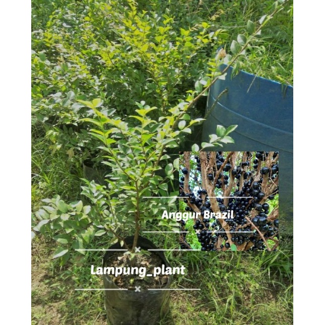 Anggur Brazil super genjah hasil cangkok