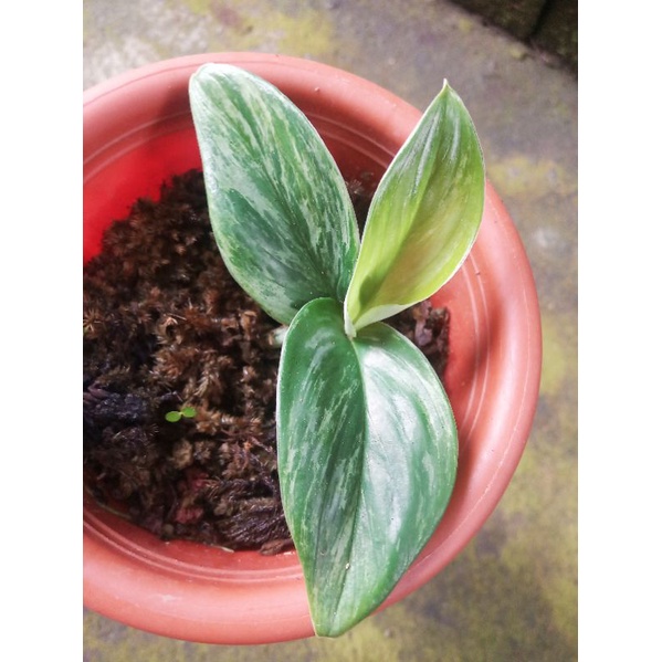 Scindapsus Truebii Moonlight Variegata