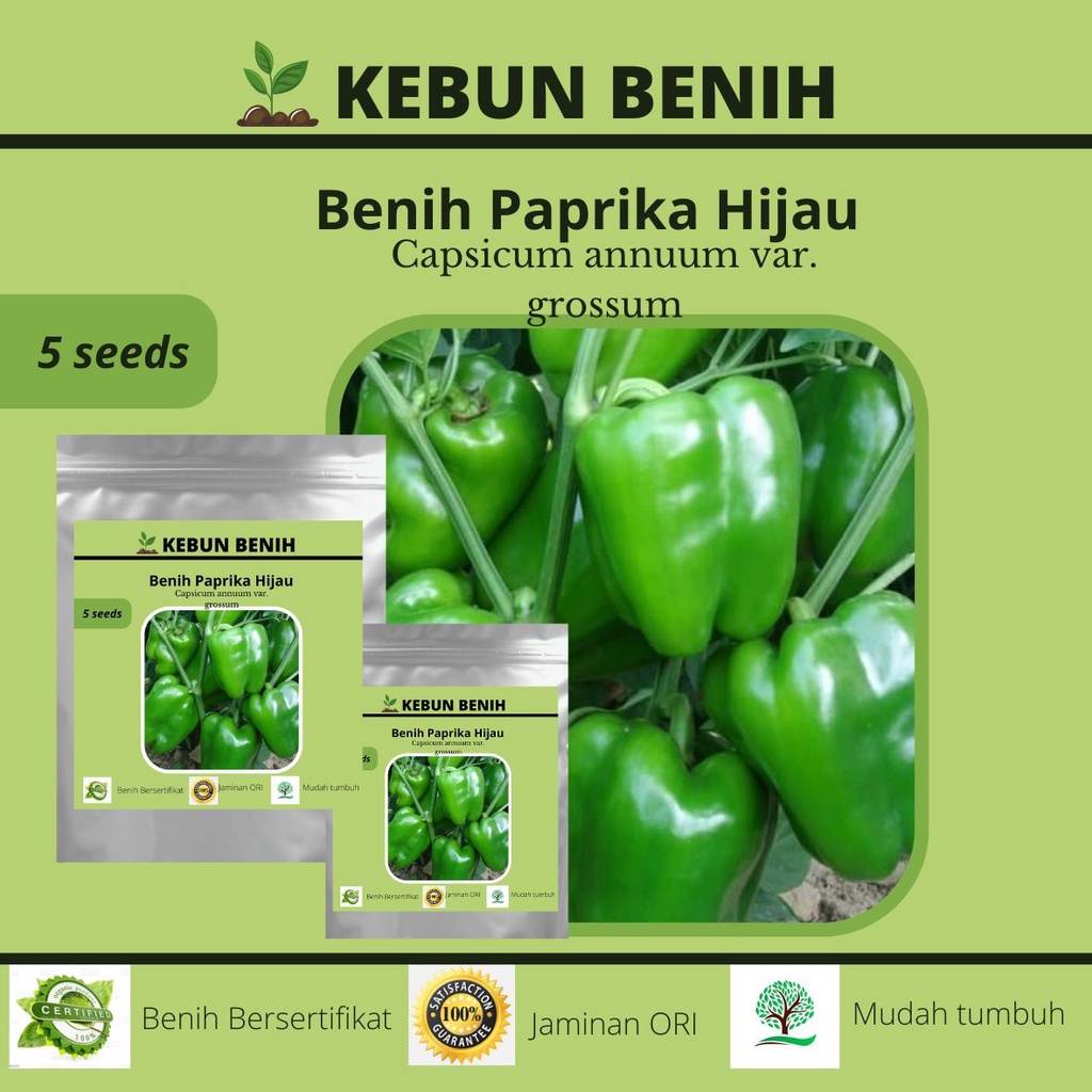 5 Benih Tanaman Paprika Hijau/ Benih Green Paprika Kualitas Unggul