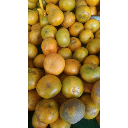 

Jeruk Medan Brastagi