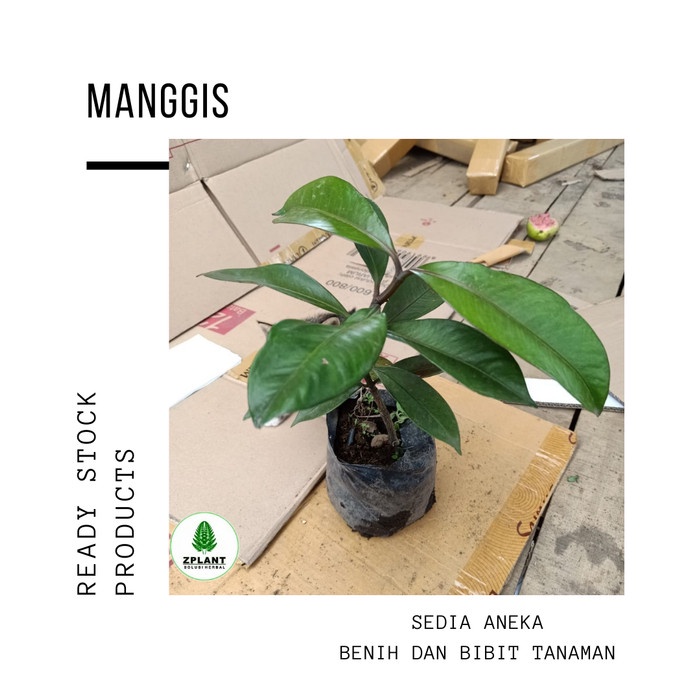 Bibit Pohon Buah Manggis Manis GG22