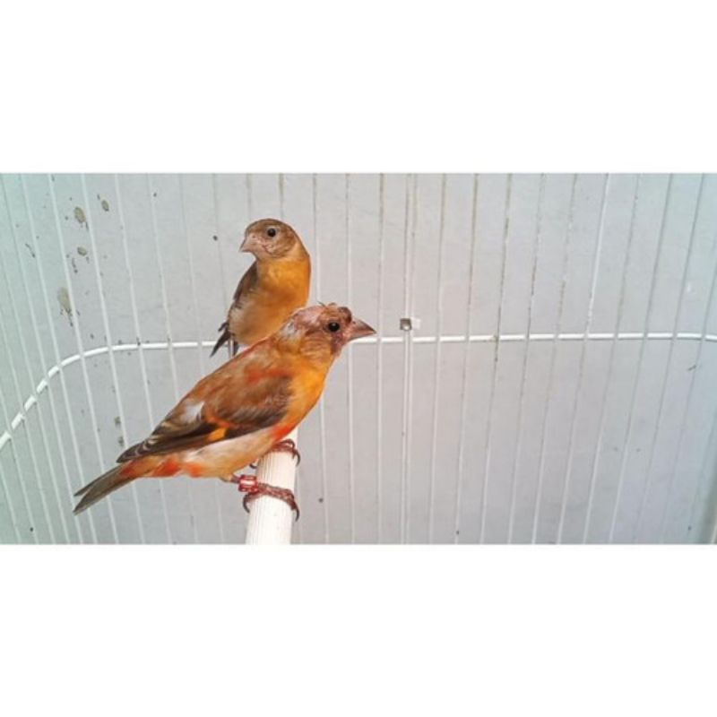 Redsiskin Double dilute sepasang muda