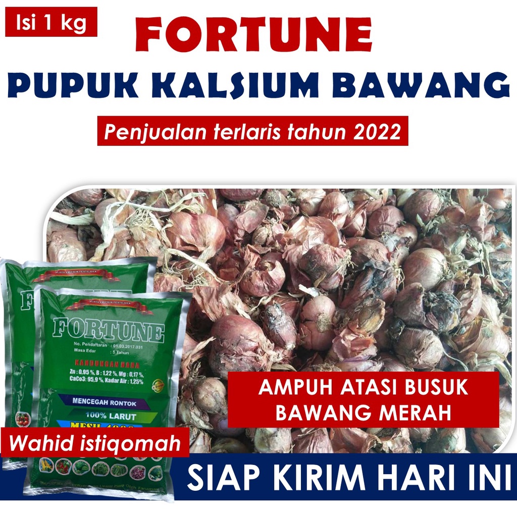 1 Kg FORTUNE obat layu pusarium pada cabe terbaik - obat layu bakteri pada cabe paling laris dan amp