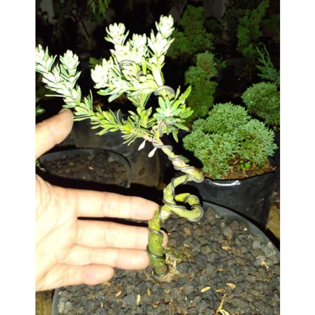 Lohansung Airbrush Meliuk/ Lohansung Mikro Meliuk