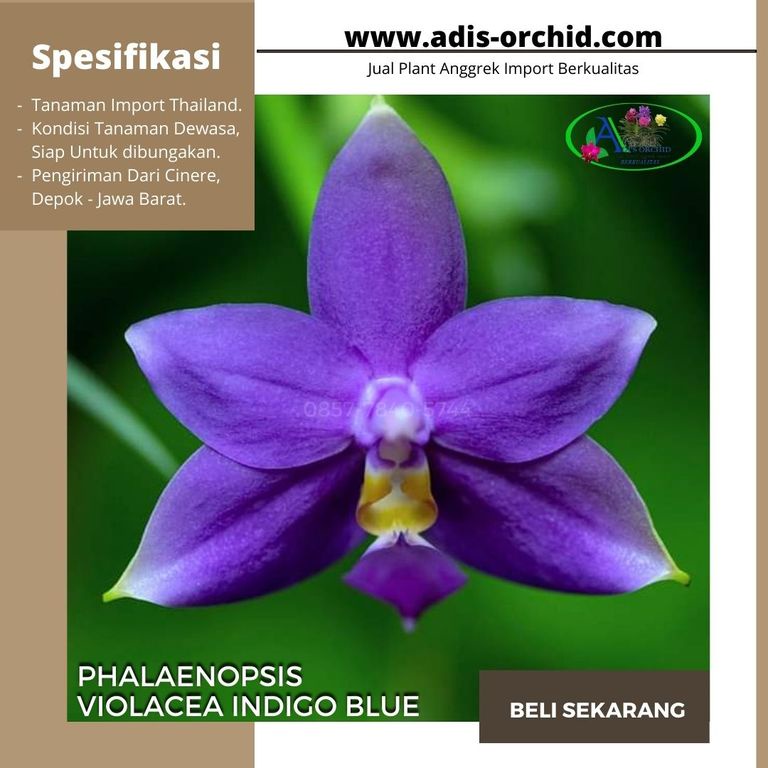Anggrek Phalaenopsis Violacea Indigo Blue
