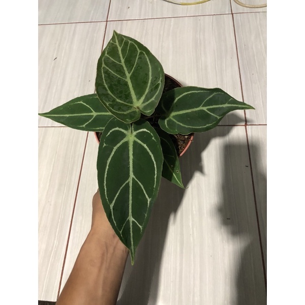 anthurium ace of spades x warocqueanum silver tiger