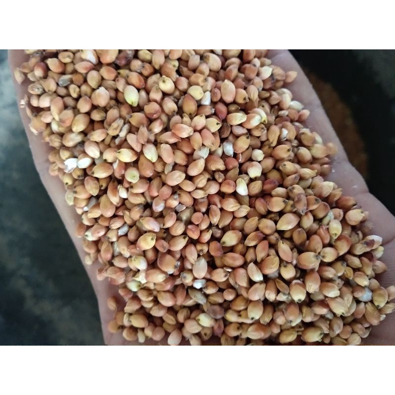 

Sorgum Ketan Lokal Selepan