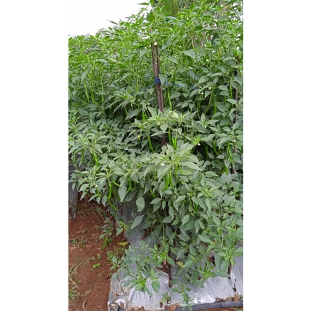 benih cmk lokal dataran rendah