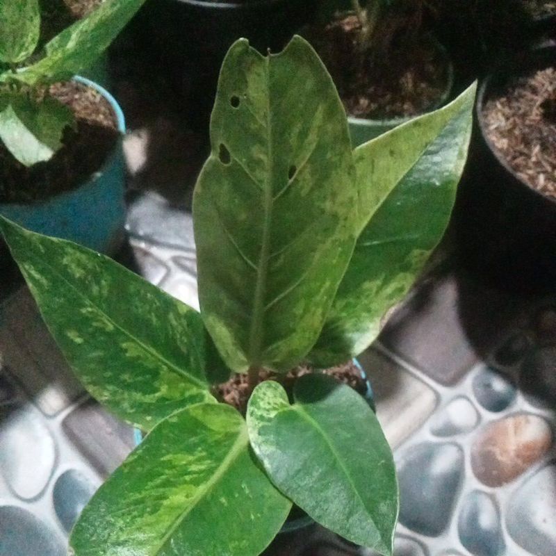 antorium hokeri